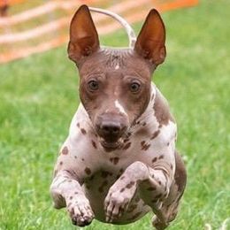 American Hairless Terriers from ZFG
