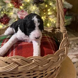 Rudolf - Parti male Goldendoodle puppy in Indian Mound, Tennessee from Dana Walters