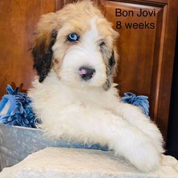 Bon Jovi - Merle Bernedoodle puppy in Branson West, Missouri from Ozark Acres LLC