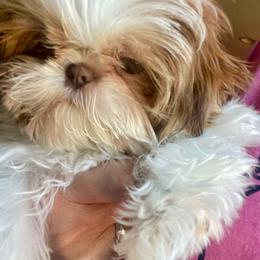 Shih Tzu All Grown Up from Brinklee's Babies