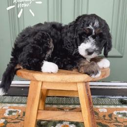 North - Phantom female Bernedoodle puppy in Grants Pass, Oregon from Royal Empire Bernedoodles