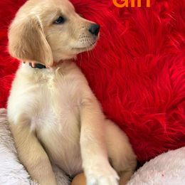 Golden Retriever Puppies from American True Golden retriever