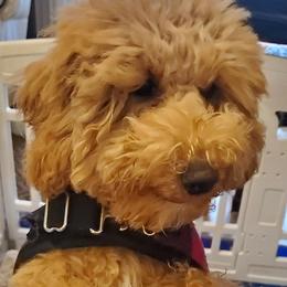 Poppy - Apricot female Poodle puppy in Advance, North Carolina from Diane Hawkins