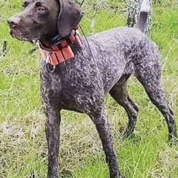 Boerboels and German Shorthaired Pointers from Sure Bet Kennels