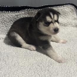 Boy 2 - Black and white male Siberian Husky puppy in Paola, Kansas from East Inn Huskies
