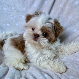 Pixie   AKC - Cream and white female Shih Tzu puppy in Las Vegas, Nevada from Vegas Shih Tzus
