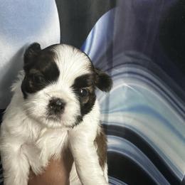 Girl 2 - Tricolor female Shih Tzu puppy in Detroit, Michigan from Steel Blue Diamond Kennel