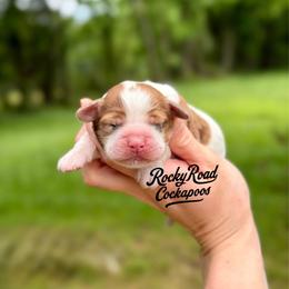Fawn - Red and white female Cockapoo puppy in Nashville, Arkansas from Rocky Road Puppies