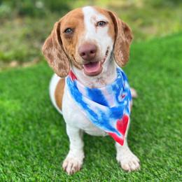 Mimosa - Dachshund