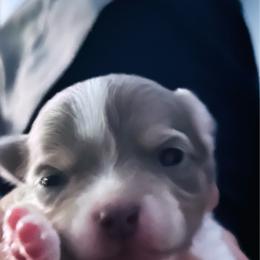 Blue - Blue and white male Chihuahua puppy in Windsor, South Carolina from Gemstone Chihuahuas