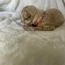 Poodle Puppies from J'Adore Doodles