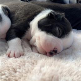 Boston Terrier Puppies from Candi's Boston Terriers