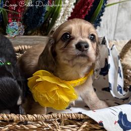 Roxy - Dapple female Dachshund puppy in Fayetteville, West Virginia from Loop Creek Dachshunds