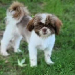 Pebbles - Shih Tzu