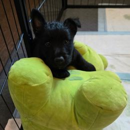 Male2 - Black male Scottish Terrier puppy in Conroe, Texas from Scotch McLaren Terriers