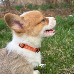 Lieutenant - Red male Pembroke Welsh Corgi puppy in Dugspur, Virginia from Camelot  Pembroke Corgis