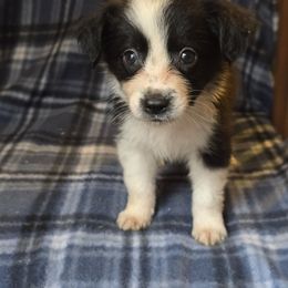 Poptart - Black and white female Border Collie puppy in East Brady, Pennsylvania from Riverwood