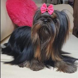 Chihuahua and Yorkshire Terrier Puppies from Royalty Tracks 👑🐾