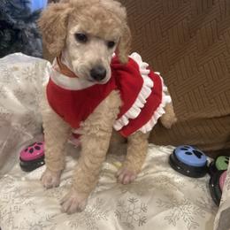 Pearl - Apricot female Poodle puppy in Mobile, Alabama from Semmy’s Standard Poodle LLC