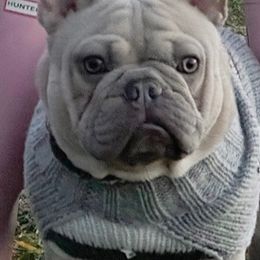 French Bulldogs from Bagpipebullies