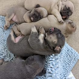 French Bulldogs from Autumn Skye French Bulldogs