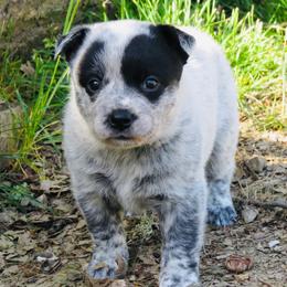 Avery - Blue female Australian Cattle Dog puppy in Redding, California from Macushla Kennel
