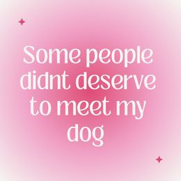 Miniature Schnauzer Puppies from Sugarbaby Kennel