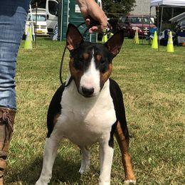Jezebel - Bull Terrier