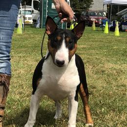Jezebel - Bull Terrier