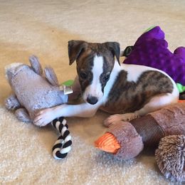 Whippet Puppies from Wyndham Whippets