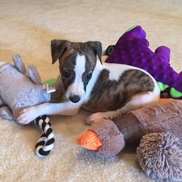 Whippet Puppies from Wyndham Whippets