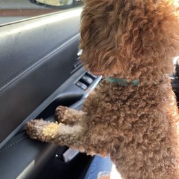 Goldendoodle Puppies from Labradoodleday