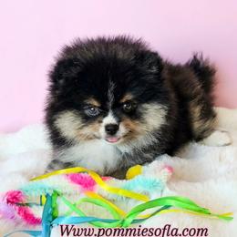Pomeranian puppies from Pommies of LA