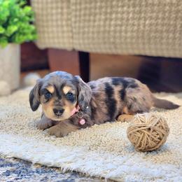 AKC Meet Gweneth:) - Dapple female Dachshund puppy in Centerville, Iowa from Barnyard Dachshunds, Dals & Doodles
