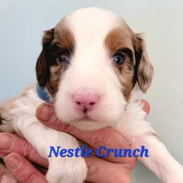 Nestle Crunch - Brown merle male Aussiedoodle puppy in Boonville, North Carolina from Branch Creek kennels