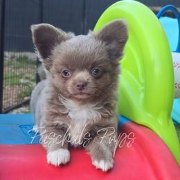 Dabble - Chocolate blue male Chihuahua puppy in Bowdon, Georgia from Paschal's Pups