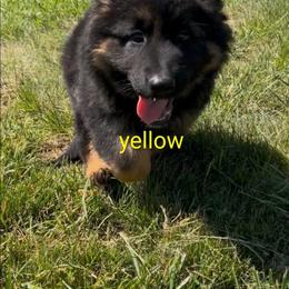 Puppy 3 - Black and red female German Shepherd puppy in Stuarts Draft, Virginia from Shengulli Shepherds