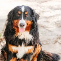 Malinka - Bernese Mountain Dog