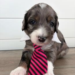 Edison - Blue merle male Bernedoodle puppy in Garrettsville, Ohio from Sunset Family Farm
