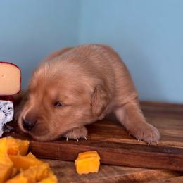 Burrata - Golden female Golden Retriever puppy in Eustis, Florida from Earley Goldens
