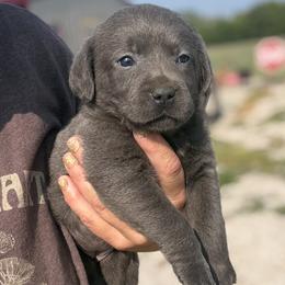 Majesty - Charcoal female Dilute Retriever puppy in Baldwin City, Kansas from Hedge Lane Labradors