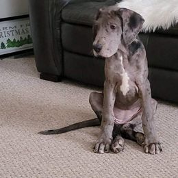 Great Dane All Grown Up from Patientdanes