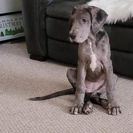 Great Dane All Grown Up from Patientdanes