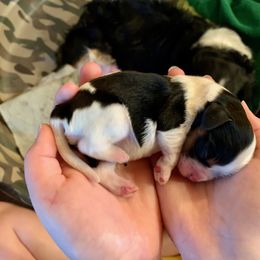 Cavalier King Charles Spaniel Puppies from Abbey Road Cavaliers