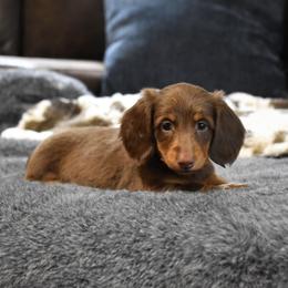 Dean - Chocolate and tan male Dachshund puppy in Momence, Illinois from Happy Little Doxies