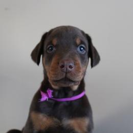 Purple Girl - Doberman Pinscher puppy from GFDutton Retrievers & Dalla Grazia Dobermans