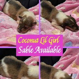 Coconut - Sable and white female Collie puppy in Carencro, Louisiana from Cajun Bayou's Collies LLC