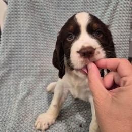 Green - White and liver male English Springer Spaniel puppy in South Williamsport, Pennsylvania from Hoppin Honey Homestead
