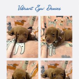 Berry - Chocolate male Dachshund puppy in Saint Paul, Minnesota from Vibrant Eyes Doxies