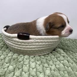 Butterscotch (fluffy) - Sable male Pembroke Welsh Corgi puppy in Waco, Texas from The Comma Corgis